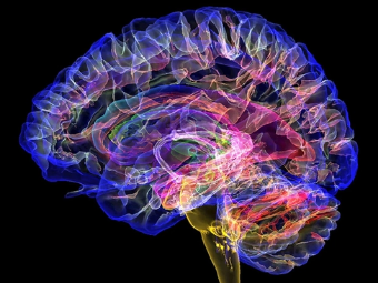内射12P大脑植入物有助于严重头部损伤恢复